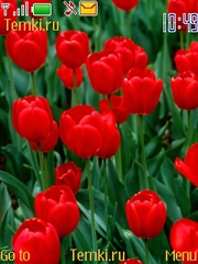 Красные тюльпаны для Nokia Asha 202