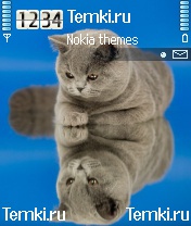 Кот для Nokia 6670