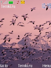 Птички полетели для Nokia Asha 306