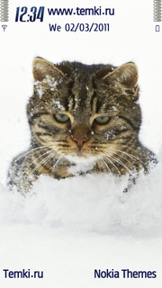 Пушистый Кот В Снегу