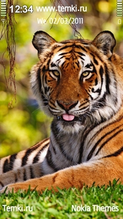 Тигр показывает тебе язык для Nokia 801T