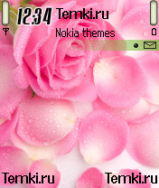 Роза для Nokia N70