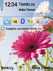 Герберы для Nokia N76