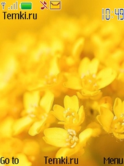 Желтые Цветы для Nokia 5330 Mobile TV Edition