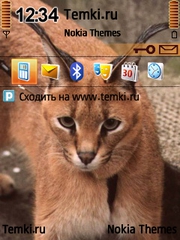Домашняя  кошка для Nokia N96