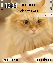 Рыжий кот для Nokia 7610