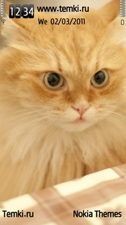 Рыжий кот для Sony Ericsson Idou