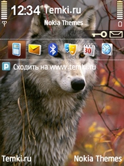 Волк с яркими глазами для Nokia C5-00 5MP