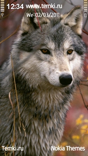 Волк с яркими глазами