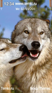 Любящие волки для Nokia N97 mini