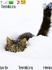 Кот в снегу для Nokia 2710 Navigation Ed