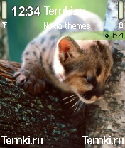Котенок на дереве для Nokia N70