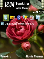 Шиповник для Nokia N73