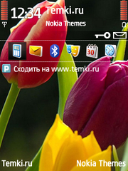 Красивые Тюльпаны для Nokia X5-01