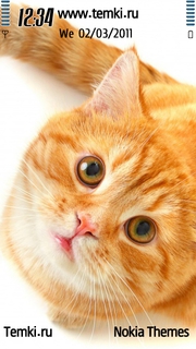 Рыжий кот для Samsung i8910 OmniaHD