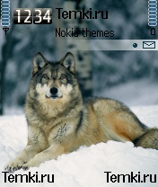 Прекраснейший из волков для Nokia N72