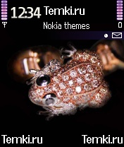 Бриллианты Цвета Шампань для Nokia 6638