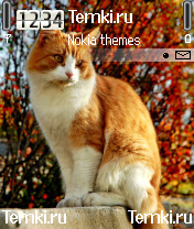 Рыжий кот для Nokia 7610