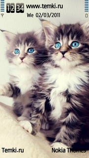Голубоглазые котята