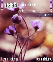 Цветы для Nokia N70