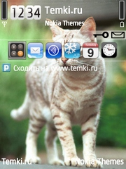 Кот для Nokia X5-01