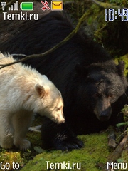 Првед,медвед для Nokia Asha 205
