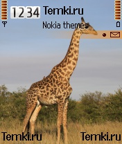 Жираф для Nokia 6680