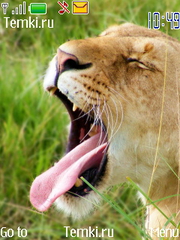 Зевающий лев для Nokia 6131