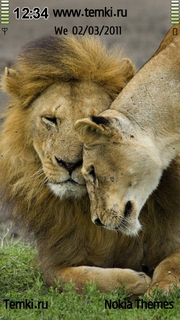 Любящие львы для Nokia C7 Astound